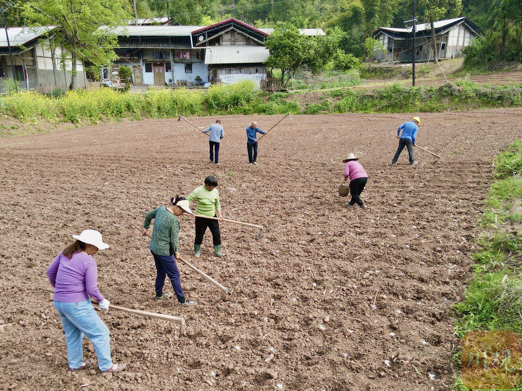 村民正在播种玉米.遂宁观察 刘作鹏摄影