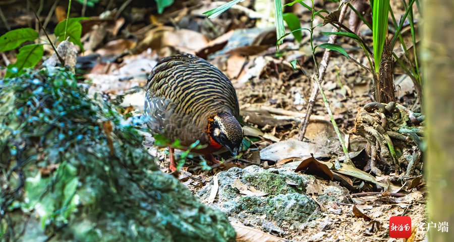 山谷幽幽鸟鸣不止 海南山鹧鸪现身尖峰岭觅食|幽幽_新浪财经_新浪网