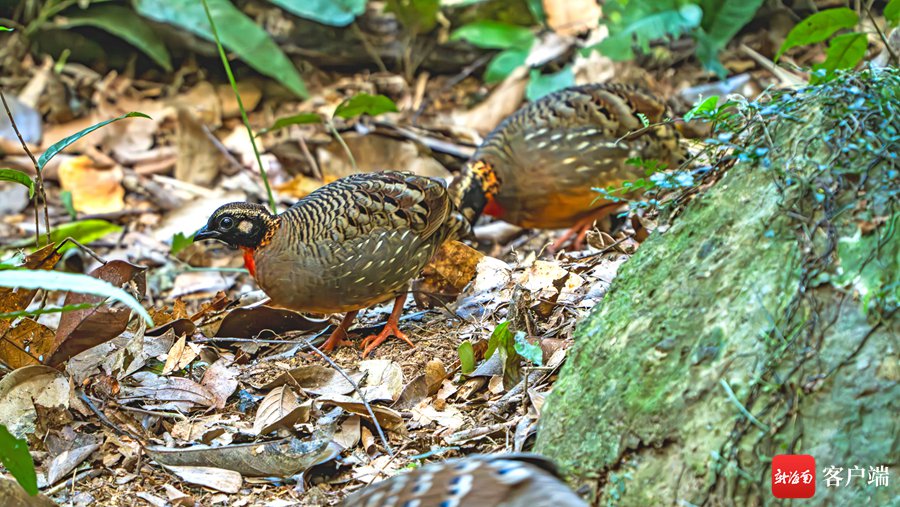山谷幽幽鸟鸣不止 海南山鹧鸪现身尖峰岭觅食|幽幽_新浪财经_新浪网