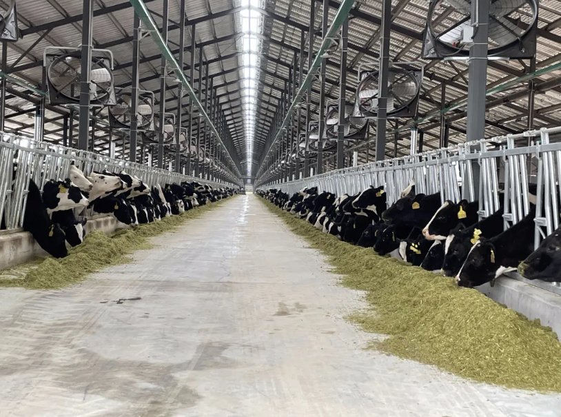 "两牛齐抓"兴产业 乡村振兴有"犇"头——灵台县全力牛