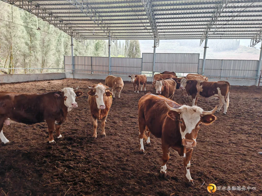 醒民镇:大力发展牛产业 念好养牛致富经_新浪财经_新浪网