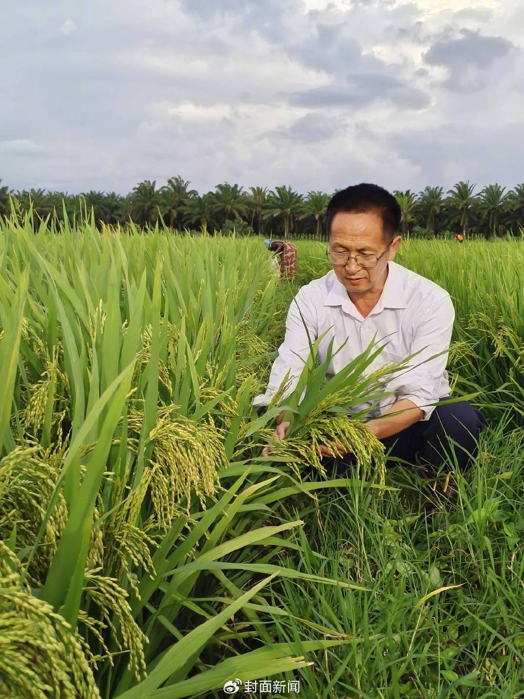 杨华德在检查示范村水稻结实情况（受访者供图）