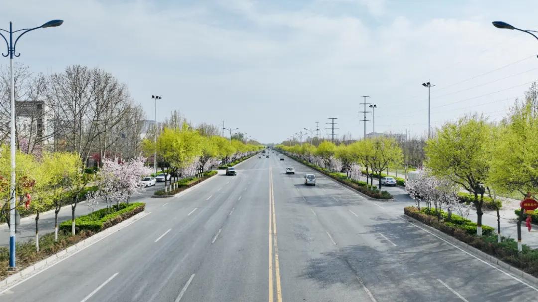 春游定州赏百花丨定州街道,一路繁花相伴!