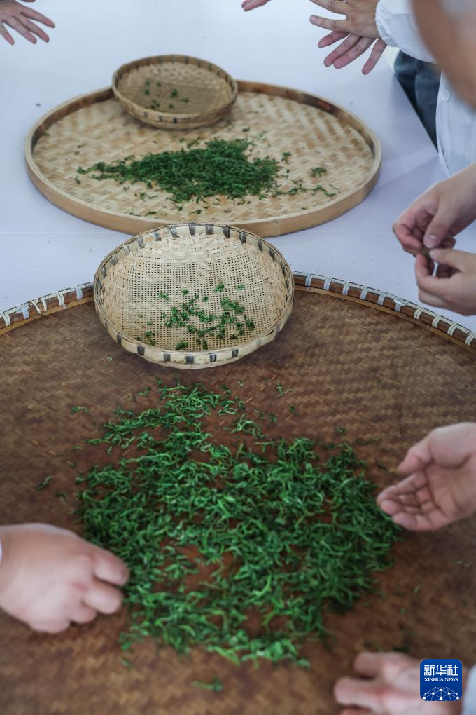 4月7日,在位于浙江金华的浙江采云间茶业有限公司内,制茶师们进行举