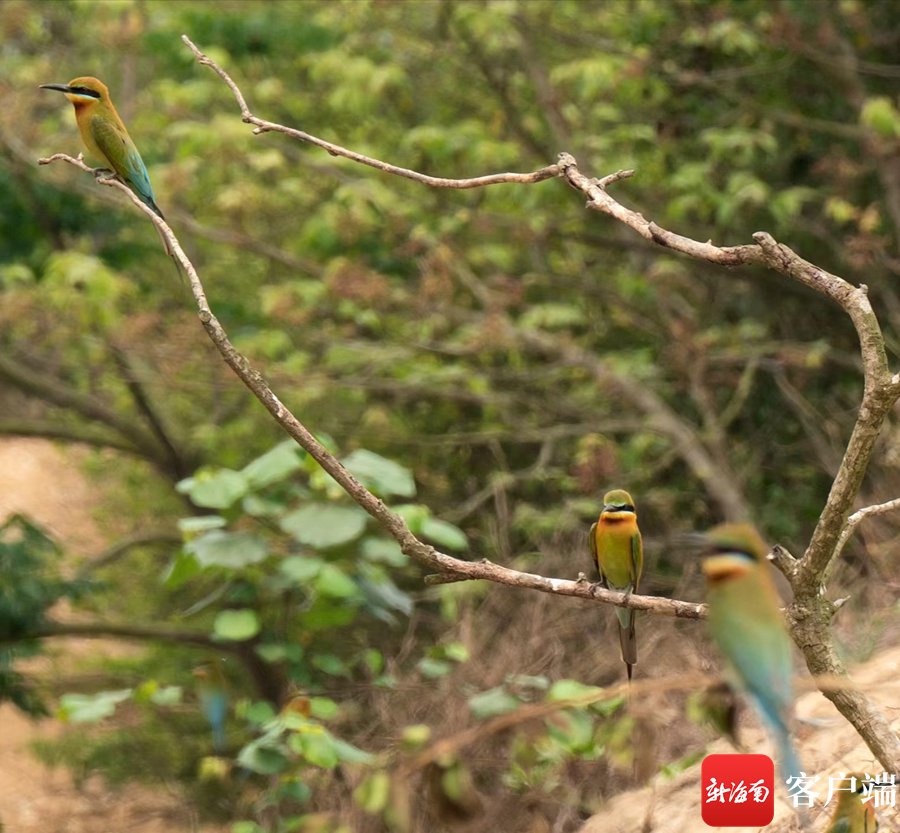花场湾的蜂虎鸟.记者 王小畅 摄
