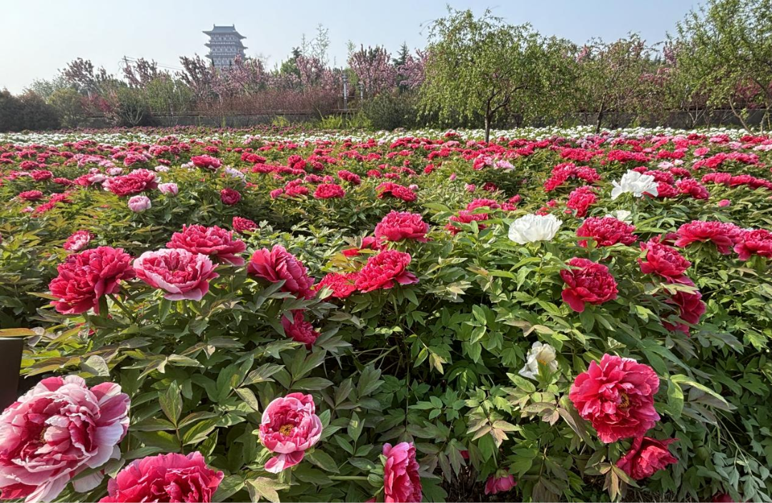 牡丹园园内有凤丹,黄冠,彩绘,墨润绝伦,如花似玉,绿幕,花王,香玉,洛阳