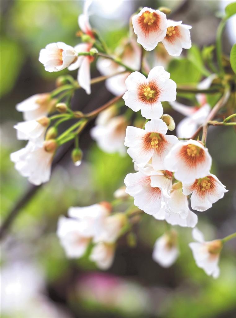 正安4万亩油桐花盛开