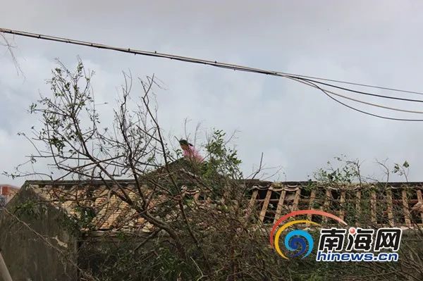 超强台风"威马逊"史料开始征集_新浪财经_新浪网