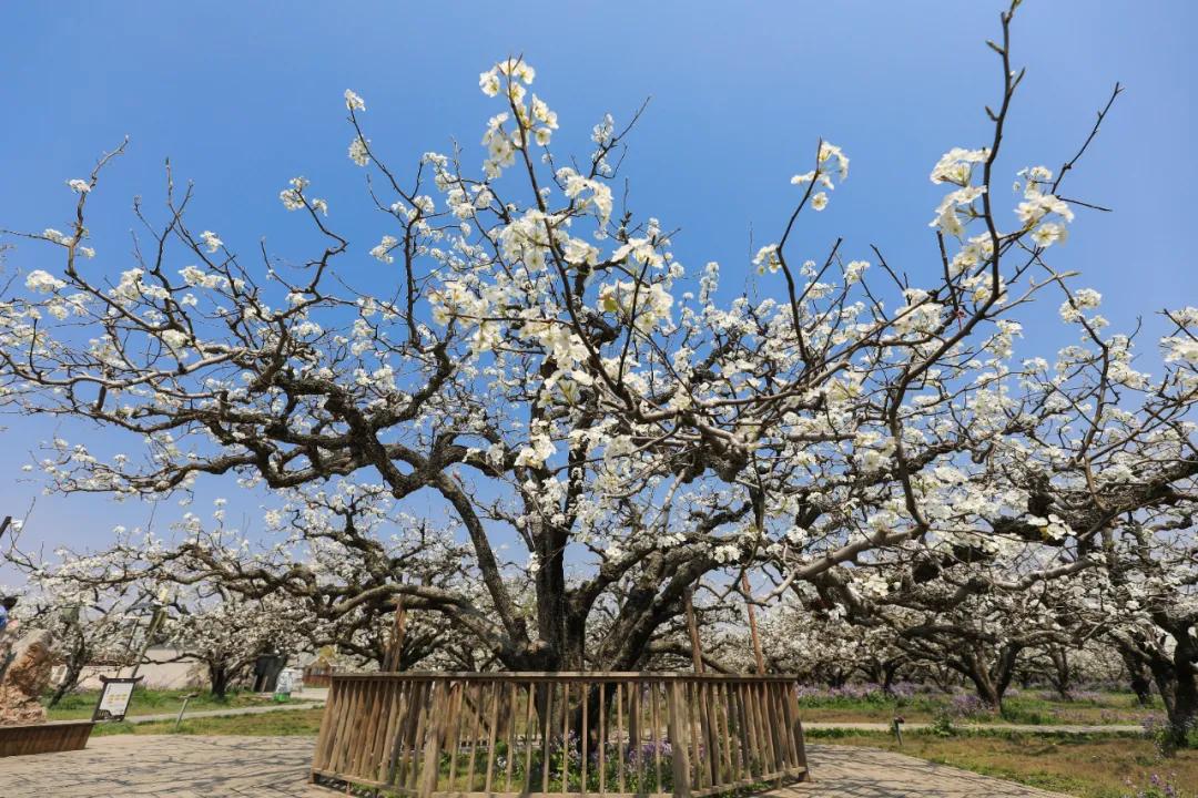 春游江淮请您来|梨花深处 春色满园