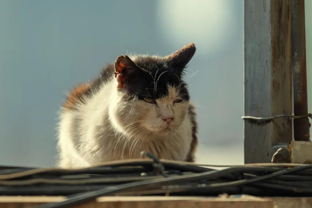 文/二湘前不久,虐猫的徐某某考研,被南京大学面试刷掉的消息发出来后