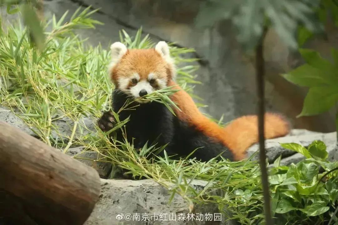 疯狂动物园流量堪比迪士尼