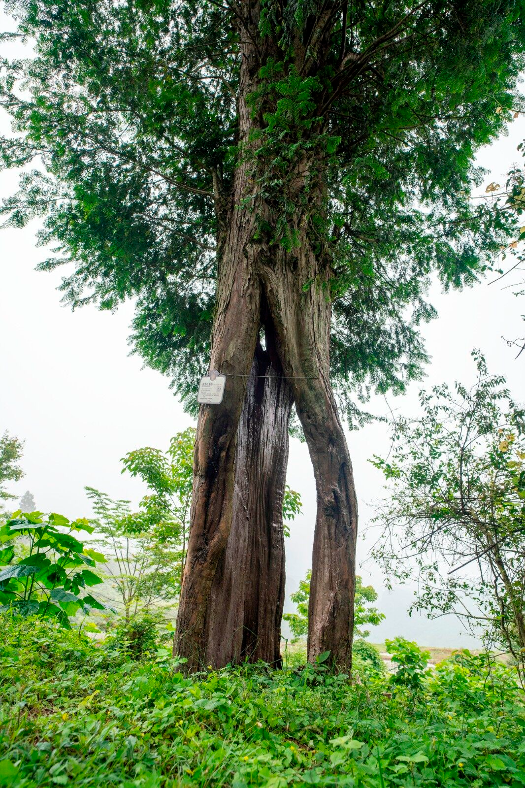 最高树龄1100岁,清远100株古树名木等您认养→|清远市_新浪财经_新浪
