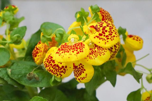 这些是矮牵牛,有星空系列,美声系列的.