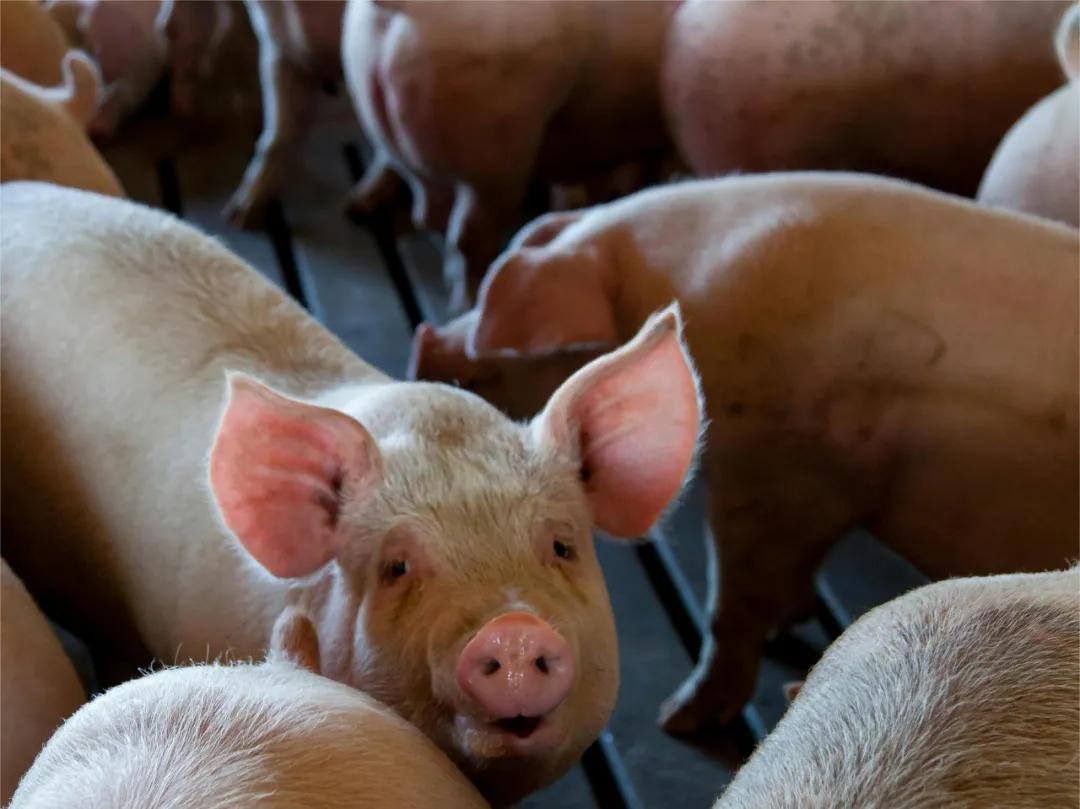 （图片来自网络）