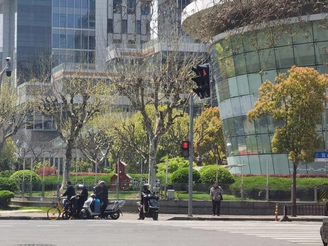 桂林路上的悬铃木经过大幅度冬修,果毛控制效果明显.