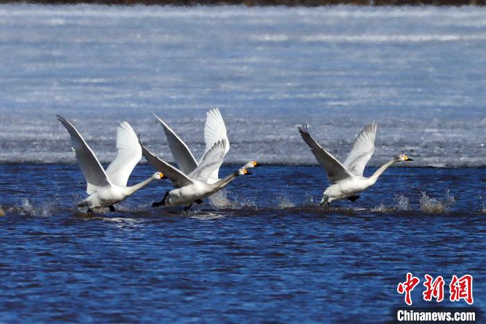 黑龙江宝清金沙河水库变身"天鹅湖" 百余只天鹅翩翩起舞
