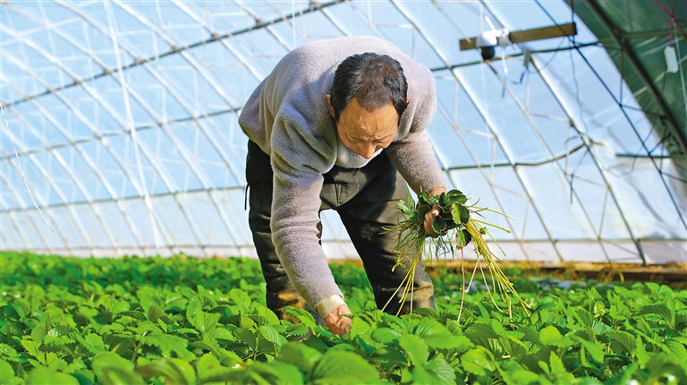 图为吞弥现代农业产业园种植人员在草莓种植大棚内除杂草。记者鹿丽娟摄