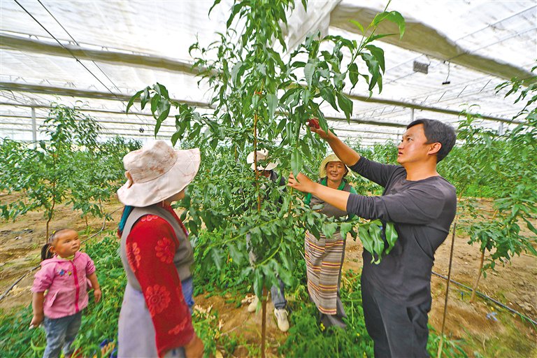 上图为尼木县“点对点”干部王荣华（右一）向群众传授平谷大桃种植技术。