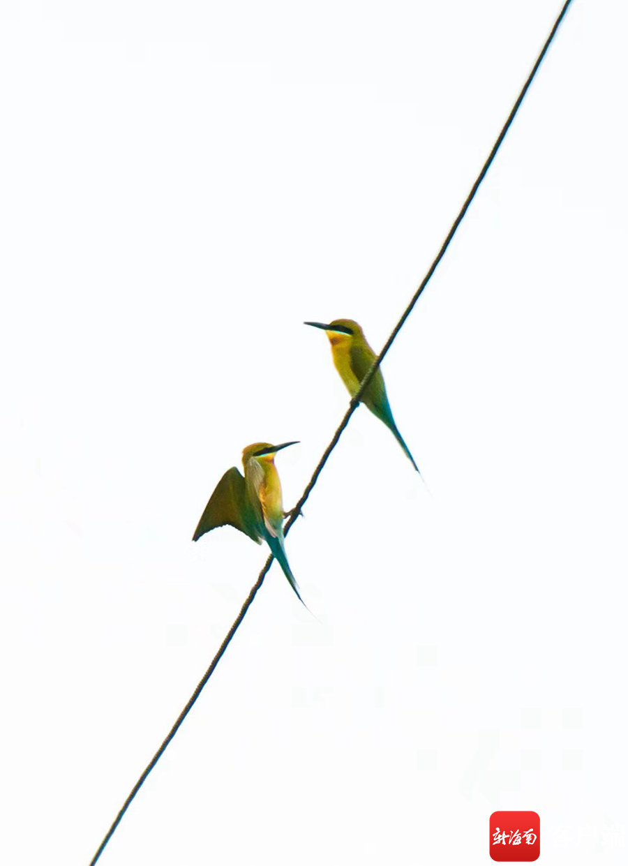 花场湾的蜂虎鸟.记者 王小畅 摄