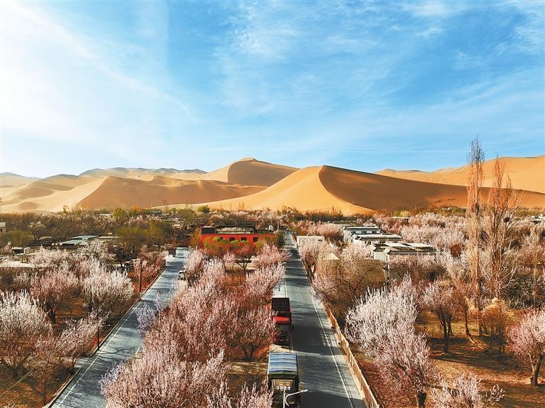 敦煌鸣沙山下杏花开_新浪财经_新浪网