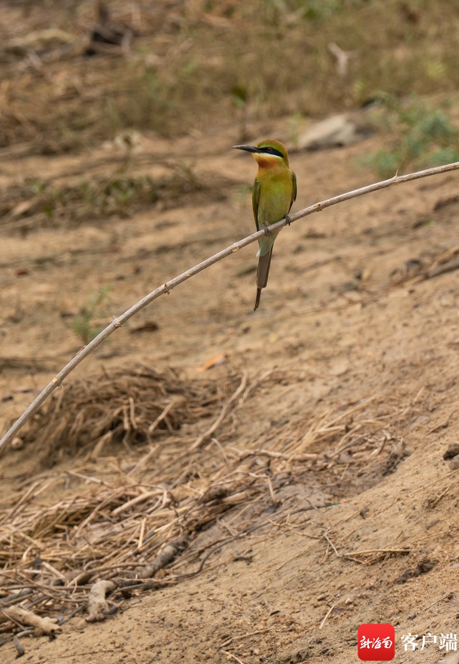 花场湾的蜂虎鸟.记者 王小畅 摄