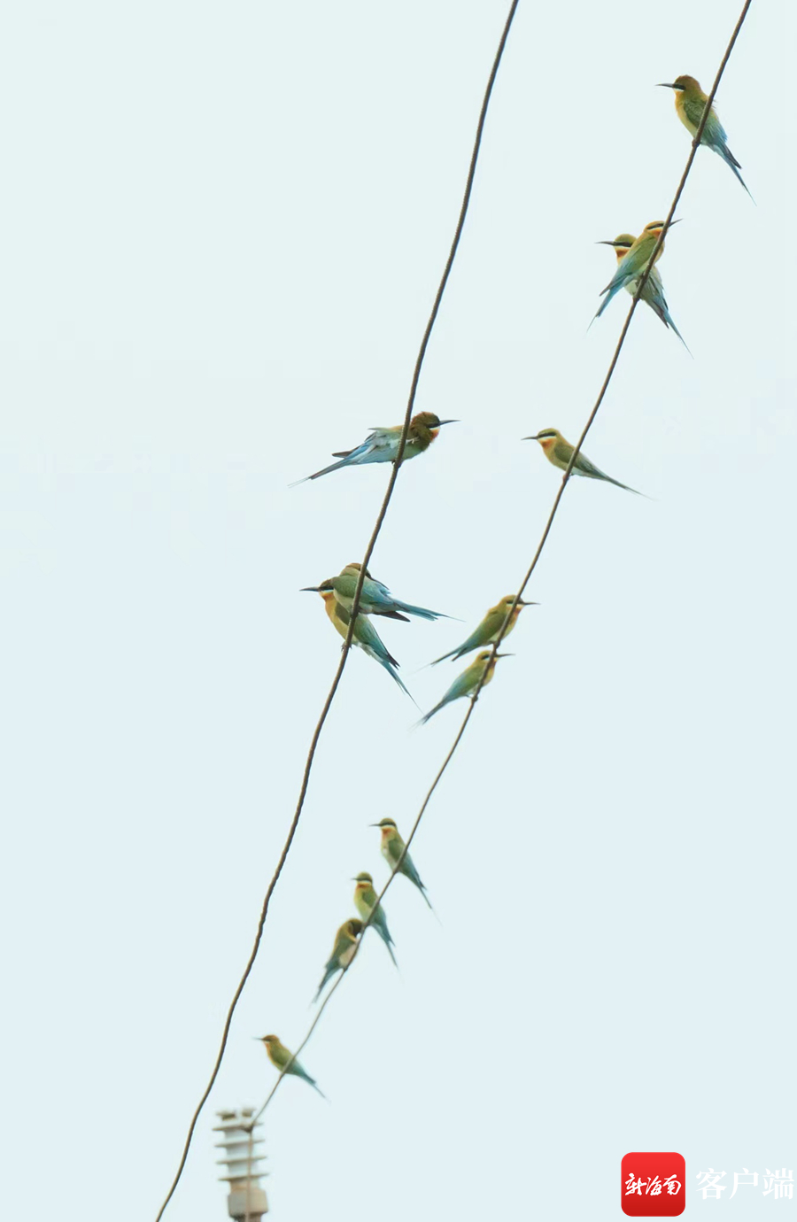 花场湾的蜂虎鸟.记者 王小畅 摄