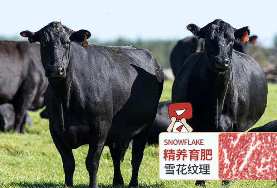 华牧鲜甄选源于澳洲和阿根廷的安格斯牛,它们是注定了要成为「牛排