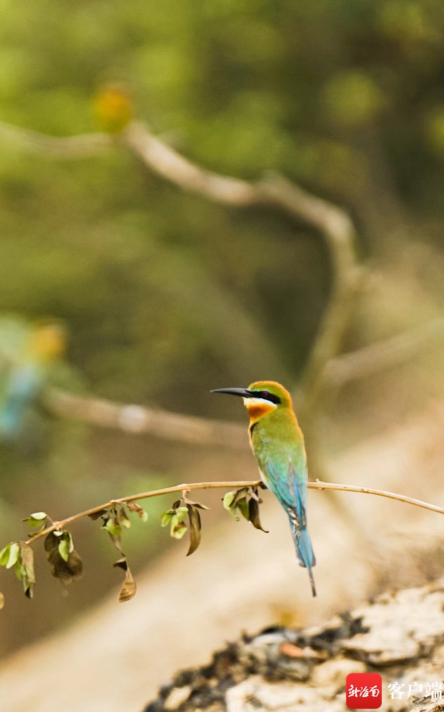 花场湾的蜂虎鸟.记者 王小畅 摄