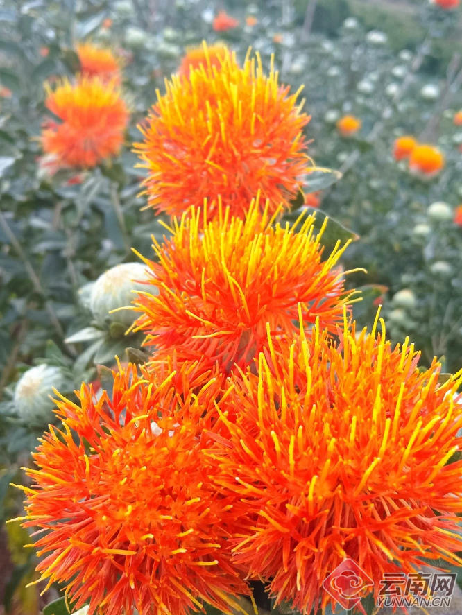 云南永胜:红花产业拓宽群众致富路