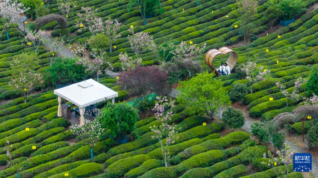 让"春日经济"鲜起来 看春茶持续带动消费新亮点|民宿_