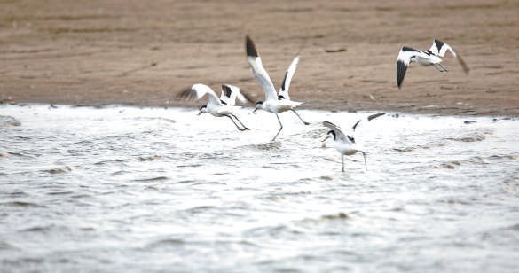 大石河流域来了遗鸥,反嘴鹬|陈强_新浪财经_新浪网