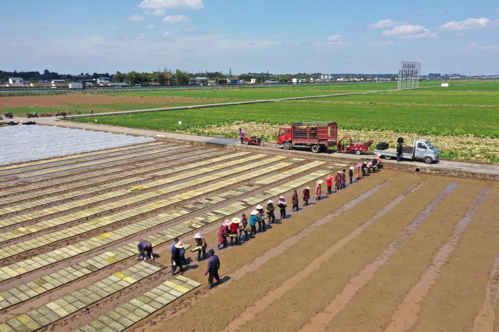 眉山市东坡区太和镇永丰村,村民在高标准农田里开展水稻育秧作业.