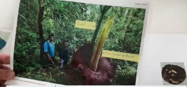 难得一见!十年只开花3天的尸体花,首次在私人住宅里绽放