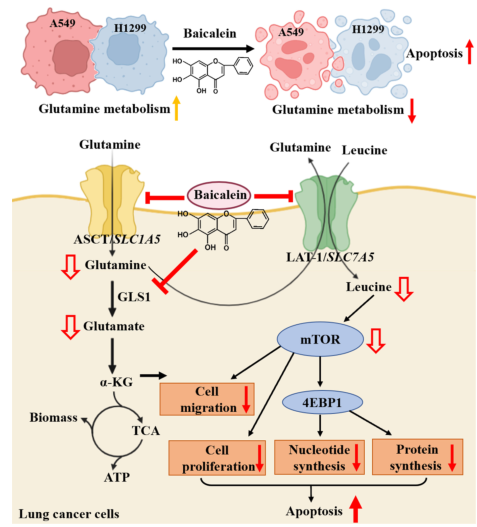 黄芩素通过阻断谷氨酰胺- mtor代谢途径诱导非小细胞肺癌细胞凋亡