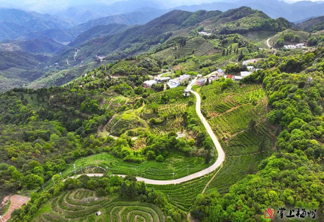 梅江区各茶园生机勃勃,一垄垄茶树新芽吐绿.