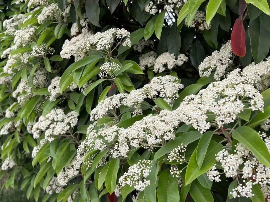 街头刺客"我们就来一起探讨下今天"yue"那就是石楠花的花语只有一个字