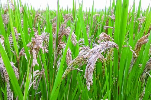 另辟蹊径对抗"水稻癌症"|水稻|病菌|基因_新浪科技_新浪网