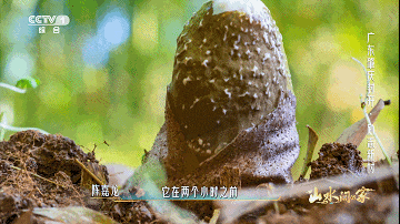 △图源 肇庆先锋