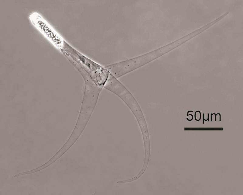 科普园地|地球上已知最小动物是什么?_新浪财经_新浪网