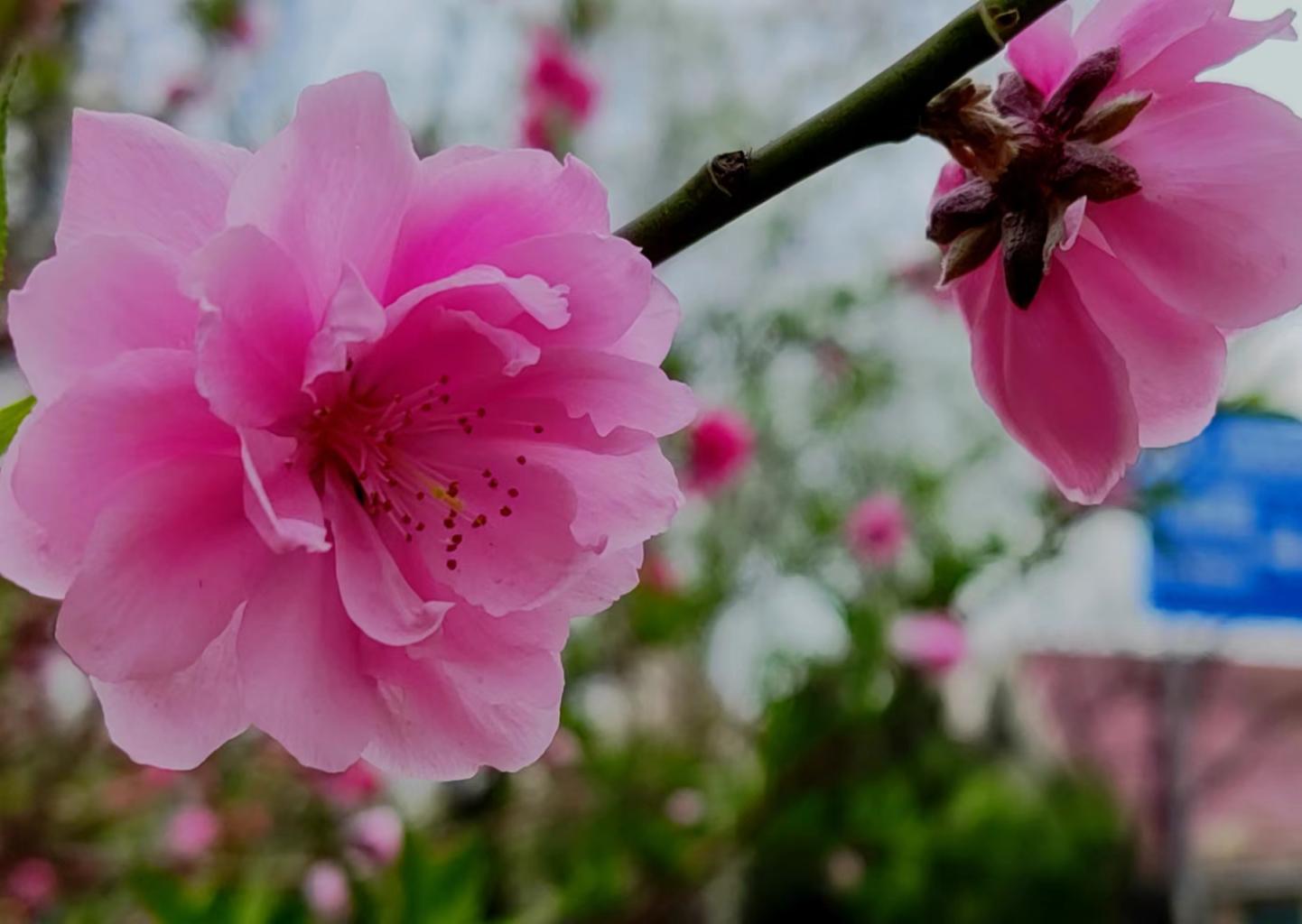 春雨过后的北京,盛开的花朵更显艳丽