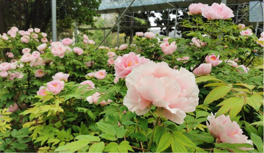 洛阳这里530多个品种牡丹开放_新浪财经_新浪网