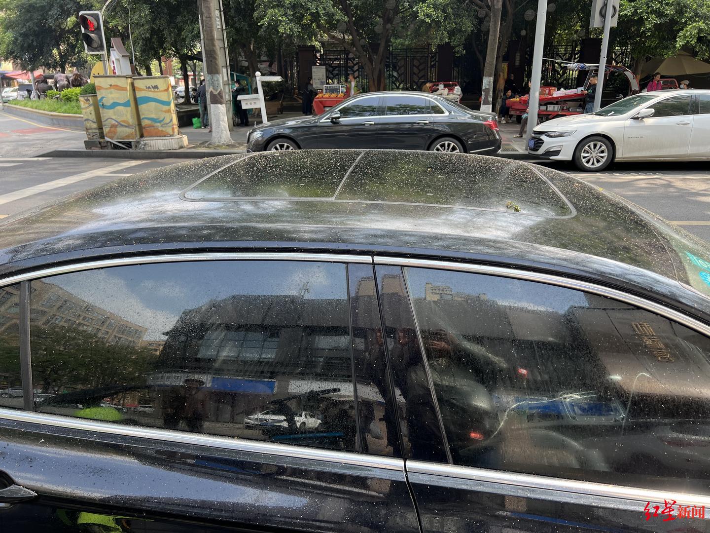 ▲栾树下，不少车辆上都落满了排泄物