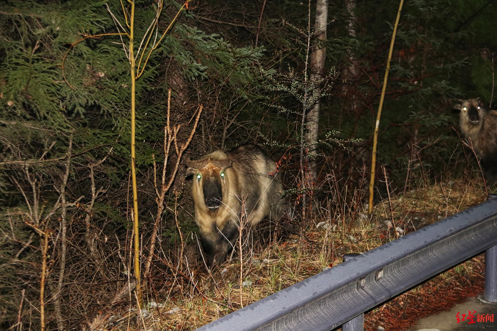 九寨沟景区发现30余头羚牛:系国家一级重点保护野生动物,又被称为"六