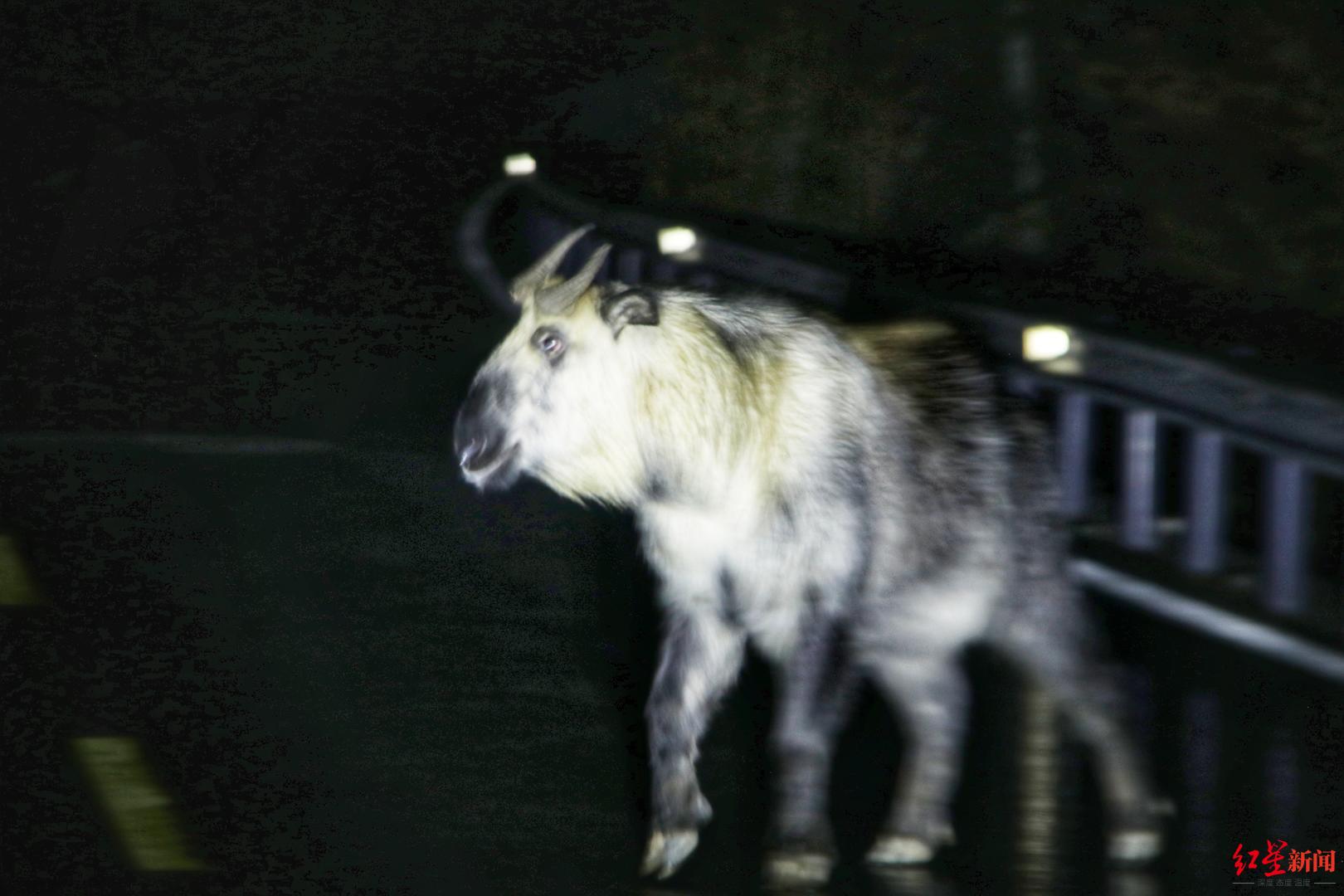 九寨沟景区发现30余头羚牛系国家一级重点保护野生动物又被称为六不像