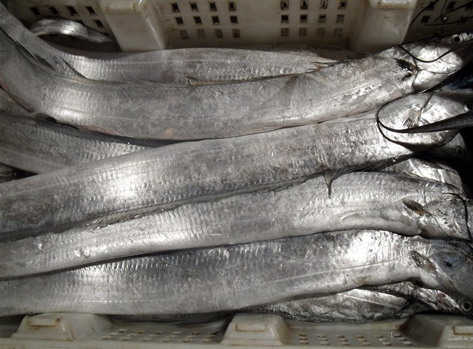 5块钱出头,搞定喷香酥骨的【下饭带鱼罐头】!开罐即食