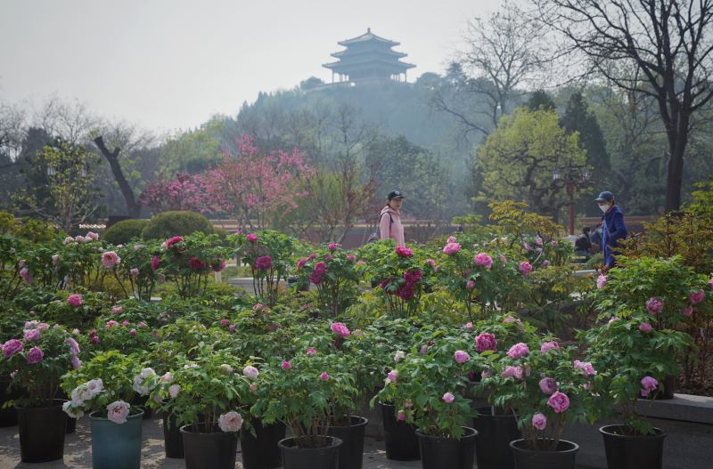景山公园牡丹文化节开幕,今年首设西区科普园展区