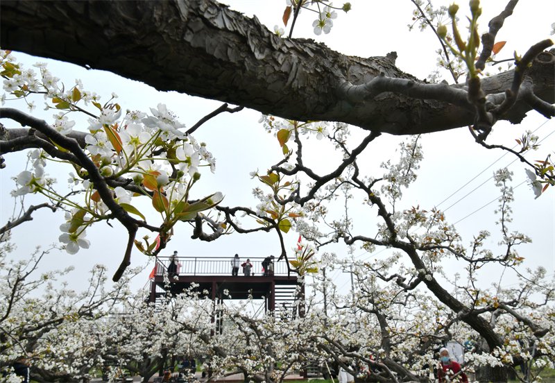 4月10日,游客在河北沧州泊头市亚丰梨花观光园内游览.