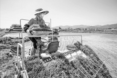 江西省九江市都昌县蔡岭镇杨湾村,农民驾驶农机在田间栽插早稻.