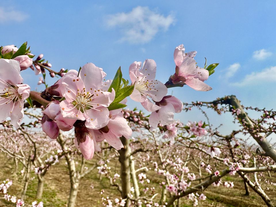 陕西渭南市澄城县:春景宜人 繁花盛开_新浪财经_新浪网
