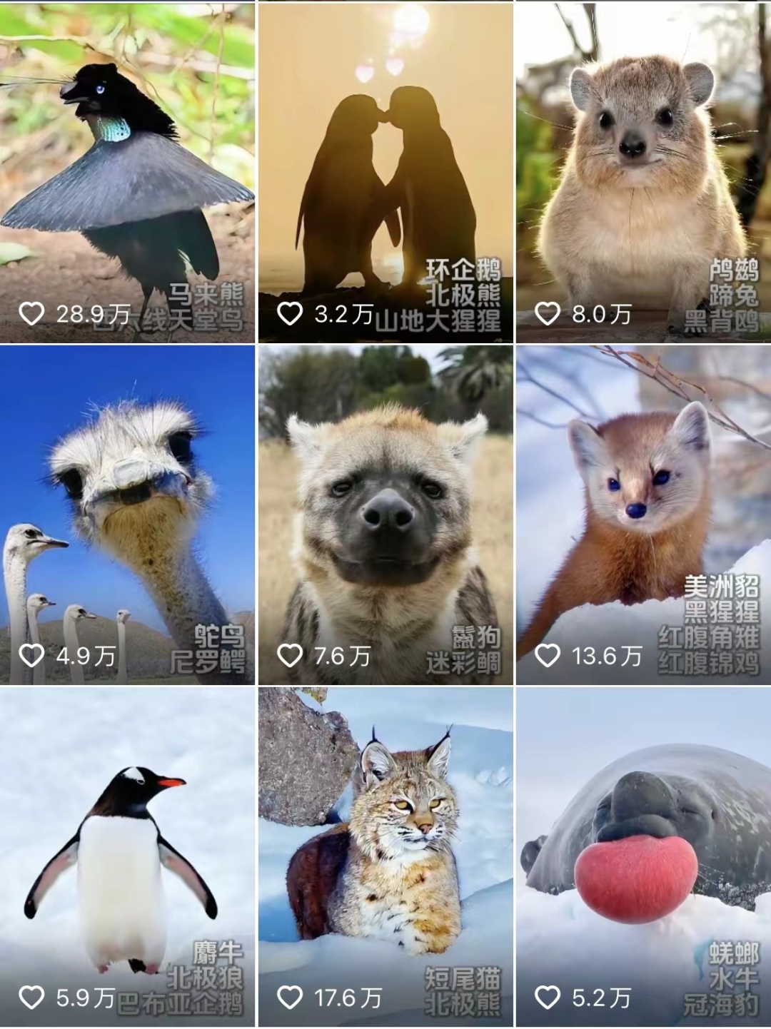 "各种奇奇怪怪可可爱爱的小动物,把它们的繁衍,猎捕等日常行为拟人化